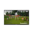 55" Outdoor TV(Google TV) - 2026 Frameless Pro Series
