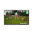 55" Outdoor TV(Google TV) - 2026 Frameless Pro Series